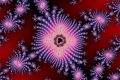 mandelbrot fractal image flower 11
