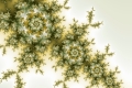 mandelbrot fractal image Wild plant